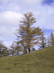 Larix decidua