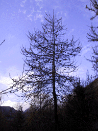 Larix decidua