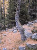 Larix decidua