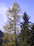 Larix decidua