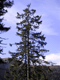 Picea abies