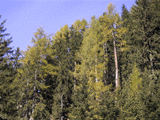 Larix decidua