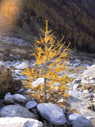 Larix decidua