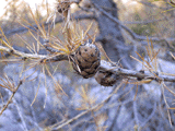 Larix decidua