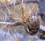 Larix decidua