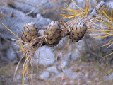 Larix decidua