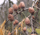 Larix laricina