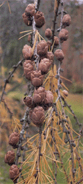 Larix laricina