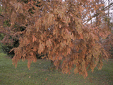 Metasequoia glyptostroboides