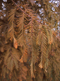 Metasequoia glyptostroboides