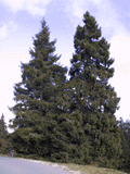 Picea abies