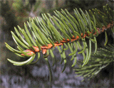 Picea abies
