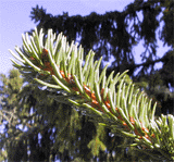 Picea abies
