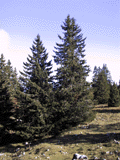 Picea abies