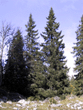 Picea abies