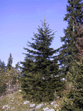 Picea abies