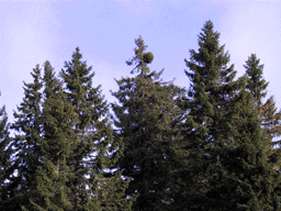 Picea abies