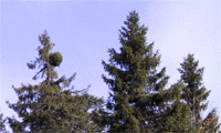 Picea abies