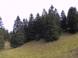 Picea abies