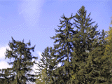 Picea abies