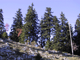 Picea abies