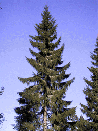 Picea abies