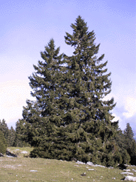 Picea abies