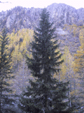 Picea abies
