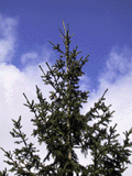 Picea alpestris