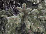 Picea alpestris