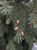 Picea alpestris