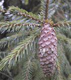 Picea likiangensis