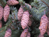 Picea mariana