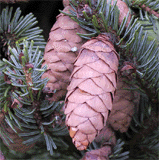Picea mariana