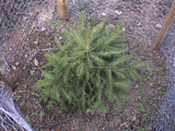 Picea martinezii
