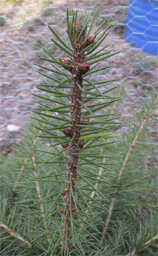 Picea martinezii