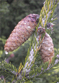 Picea wilsonii