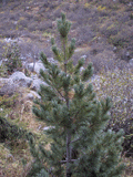 Pinus cembra