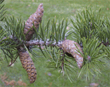 Pinus contorta
