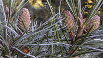 Pinus koraiensis