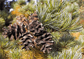 Pinus parviflora