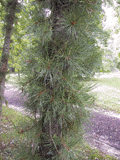 Pinus rigida