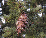 Pseudotsuga menziesii glauca