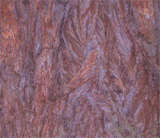 Sequoia sempervirens