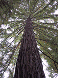 Sequoia sempervirens