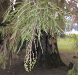 Taxodium distichum