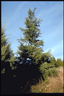 Cedrus deodara