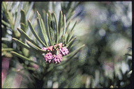 Cephalotaxus harringtonia koreana