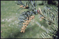 Cephalotaxus harringtonia koreana