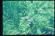 Cephalotaxus harringtonia koreana